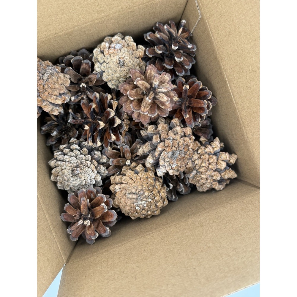 Natural Small Pine Cones Lot of 40 Crafts Fall Decor Wreaths Potpourri Christmas
